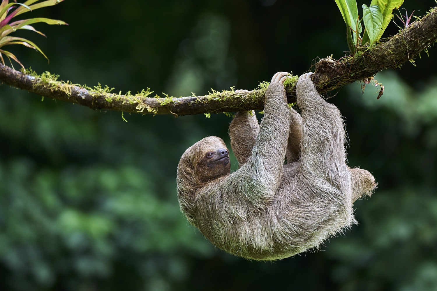 El perezoso: uno de los grandes símbolos de Costa Rica